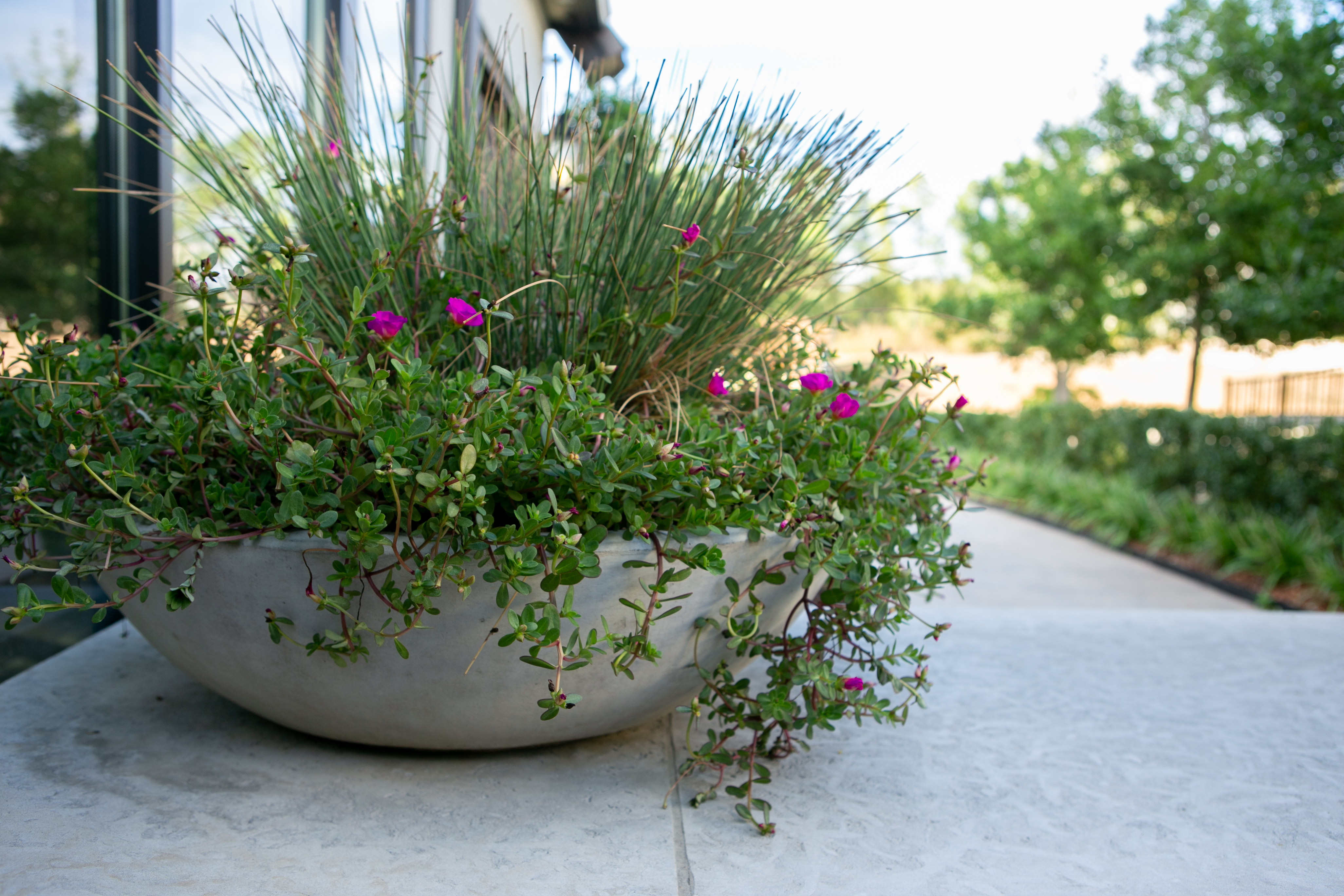 Big Concrete Planters: Sustainable Design Through Endurance